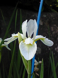 庭の花 菖蒲 白 茶室まにあ